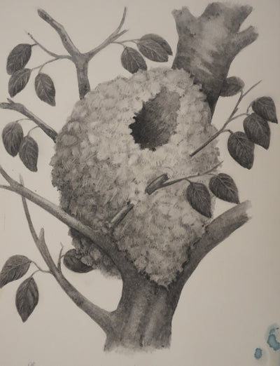 Louis DELAPCHIER : Nid de Mésange à longue queue, Aquarelle originale