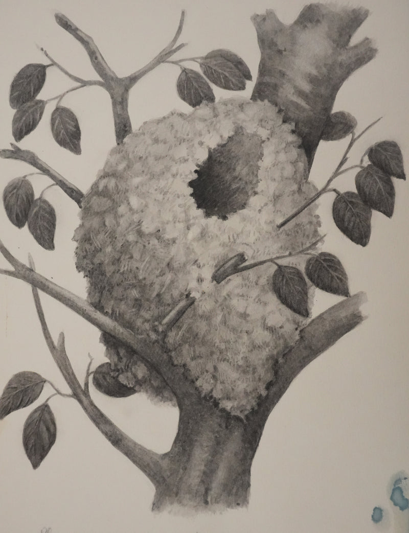 Louis DELAPCHIER : Nid de Mésange à longue queue, Aquarelle originale