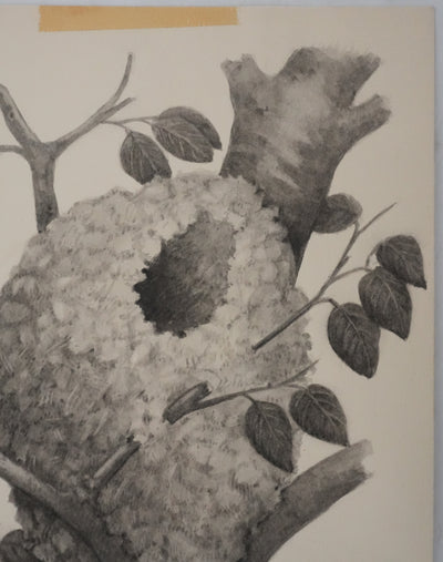 Louis DELAPCHIER : Nid de Mésange à longue queue, Aquarelle originale