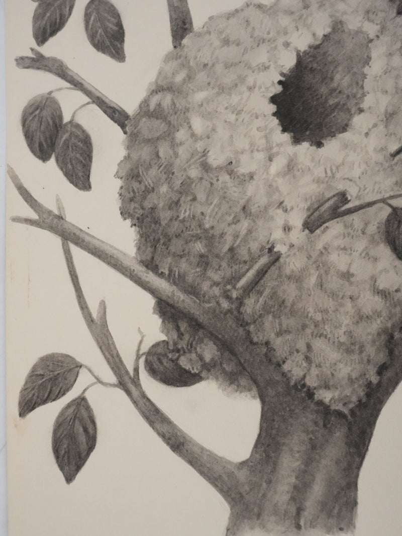 Louis DELAPCHIER : Nid de Mésange à longue queue, Aquarelle originale