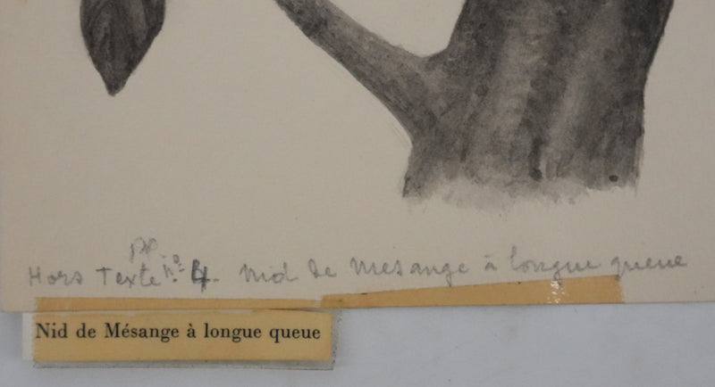 Louis DELAPCHIER : Nid de Mésange à longue queue, Aquarelle originale