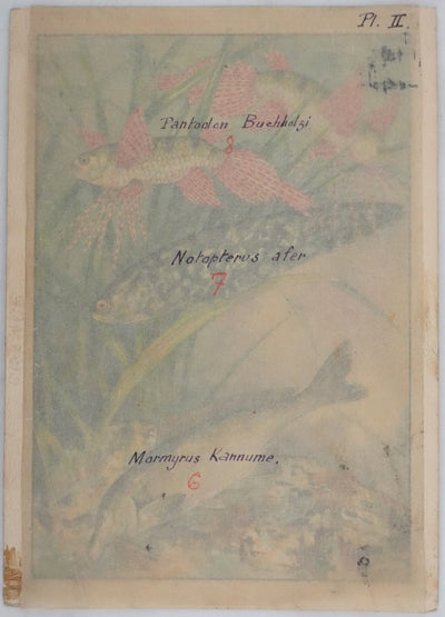 Fernand ANGEL : Poisson papillon et Poisson aigle, Aquarelle originale signée