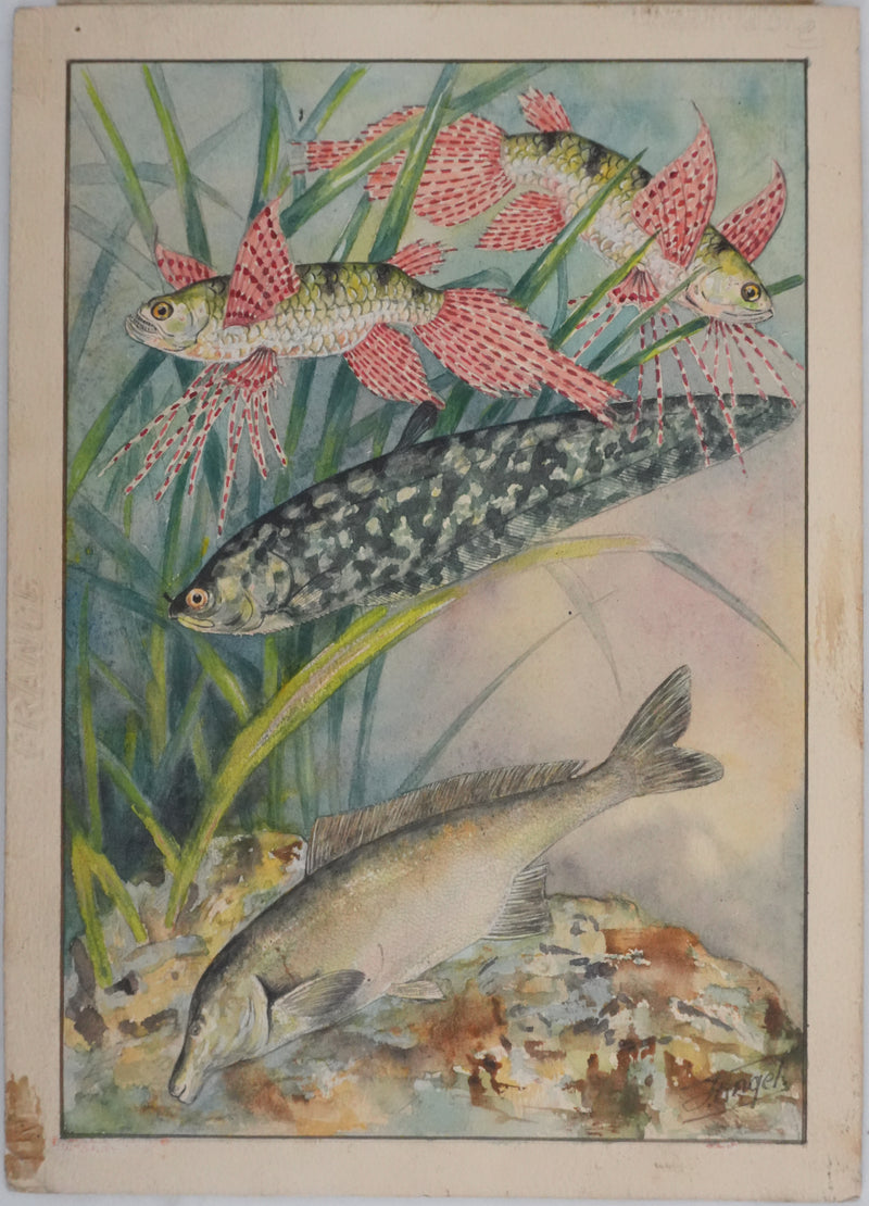 Fernand ANGEL : Poisson papillon et Poisson aigle, Aquarelle originale signée