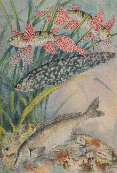 Fernand ANGEL : Poisson papillon et Poisson aigle, Aquarelle originale signée