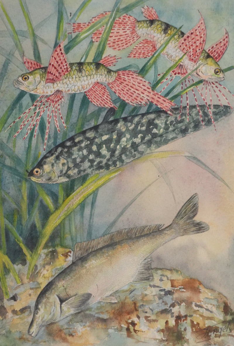 Fernand ANGEL : Poisson papillon et Poisson aigle, Aquarelle originale signée