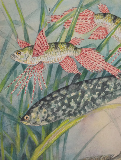 Fernand ANGEL : Poisson papillon et Poisson aigle, Aquarelle originale signée