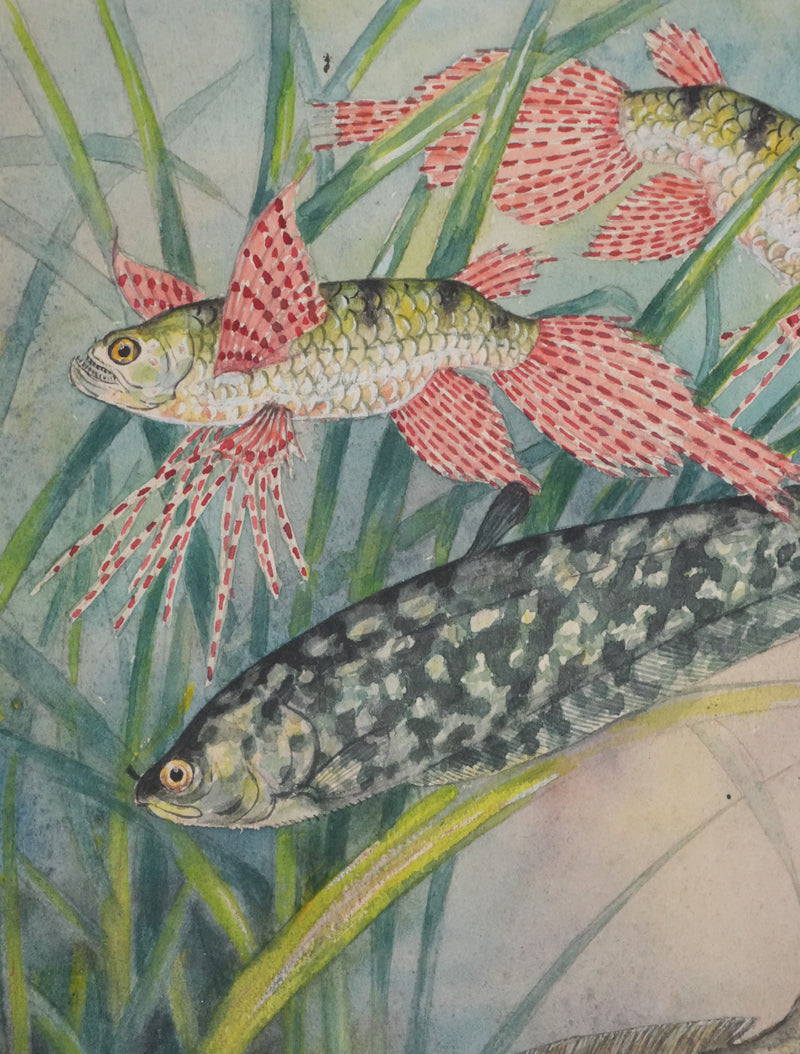 Fernand ANGEL : Poisson papillon et Poisson aigle, Aquarelle originale signée