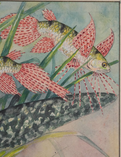 Fernand ANGEL : Poisson papillon et Poisson aigle, Aquarelle originale signée