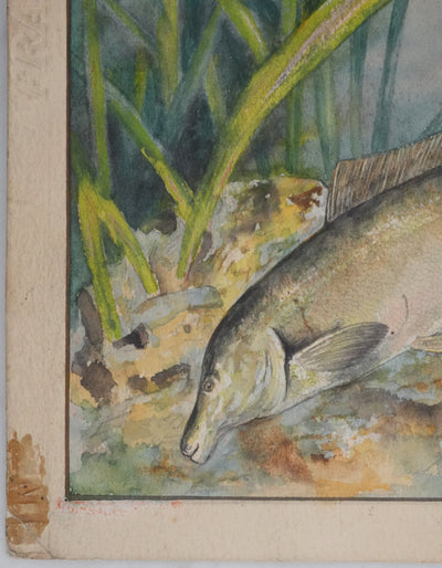 Fernand ANGEL : Poisson papillon et Poisson aigle, Aquarelle originale signée
