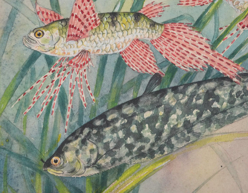 Fernand ANGEL : Poisson papillon et Poisson aigle, Aquarelle originale signée