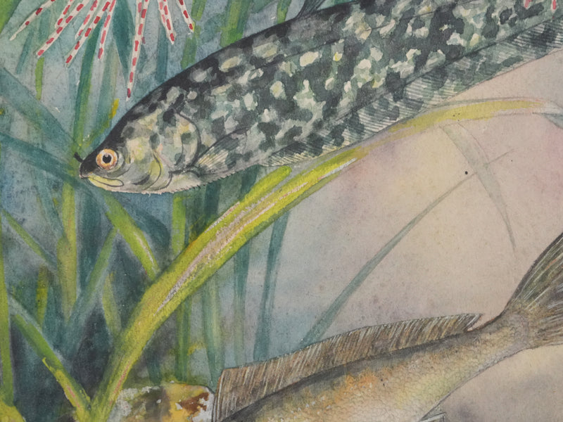 Fernand ANGEL : Poisson papillon et Poisson aigle, Aquarelle originale signée