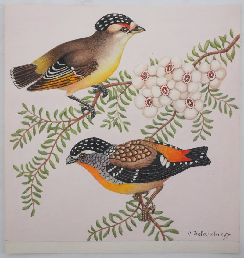 Louis DELAPCHIER : Oiseaux tachetés sur branche aux fleurs, Aquarelle originale signée