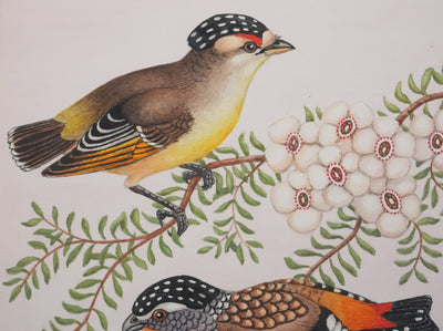 Louis DELAPCHIER : Oiseaux tachetés sur branche aux fleurs, Aquarelle originale signée