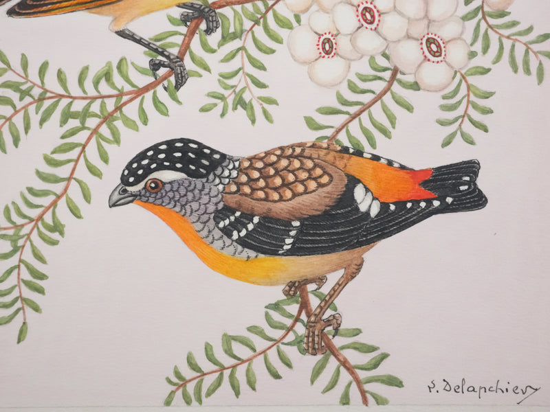 Louis DELAPCHIER : Oiseaux tachetés sur branche aux fleurs, Aquarelle originale signée