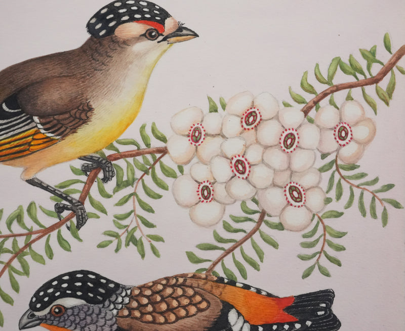 Louis DELAPCHIER : Oiseaux tachetés sur branche aux fleurs, Aquarelle originale signée