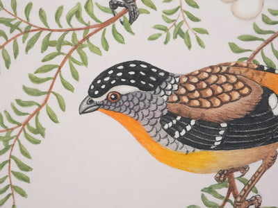 Louis DELAPCHIER : Oiseaux tachetés sur branche aux fleurs, Aquarelle originale signée