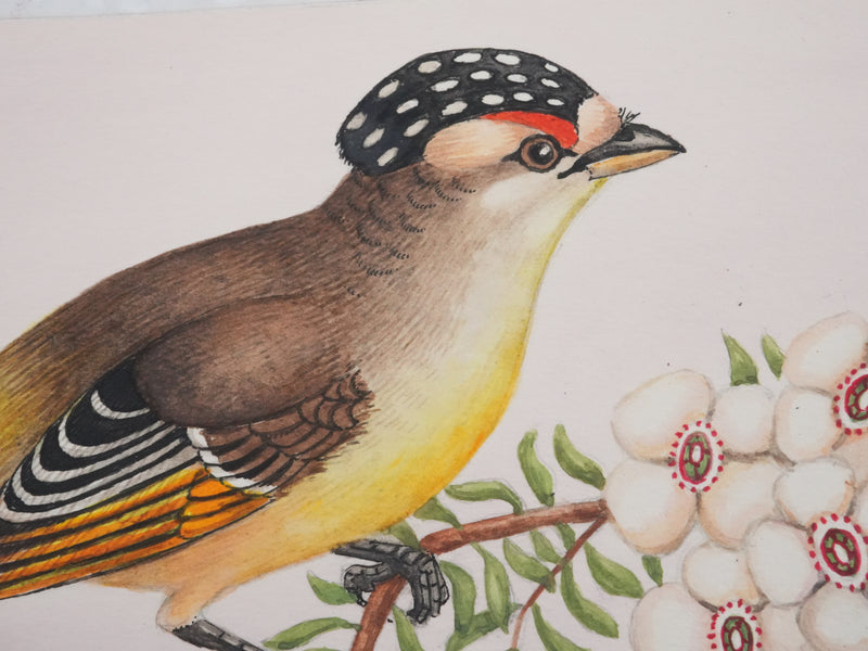 Louis DELAPCHIER : Oiseaux tachetés sur branche aux fleurs, Aquarelle originale signée