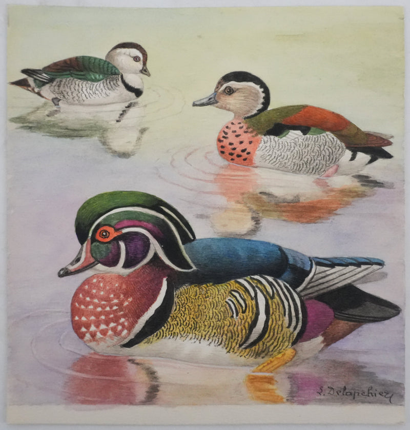 Louis DELAPCHIER : Sarcelle à collier et Canard Carolin, Aquarelle originale signée