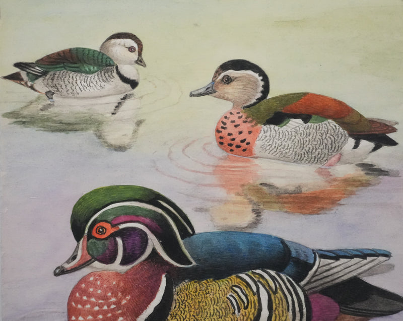 Louis DELAPCHIER : Sarcelle à collier et Canard Carolin, Aquarelle originale signée