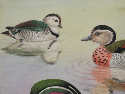 Louis DELAPCHIER : Sarcelle à collier et Canard Carolin, Aquarelle originale signée