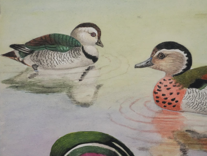 Louis DELAPCHIER : Sarcelle à collier et Canard Carolin, Aquarelle originale signée