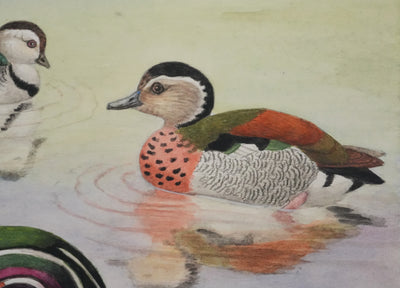 Louis DELAPCHIER : Sarcelle à collier et Canard Carolin, Aquarelle originale signée