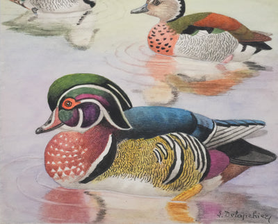 Louis DELAPCHIER : Sarcelle à collier et Canard Carolin, Aquarelle originale signée