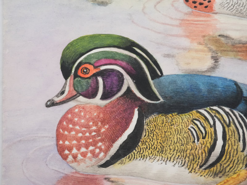 Louis DELAPCHIER : Sarcelle à collier et Canard Carolin, Aquarelle originale signée