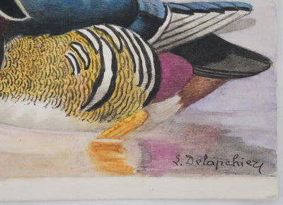 Louis DELAPCHIER : Sarcelle à collier et Canard Carolin, Aquarelle originale signée
