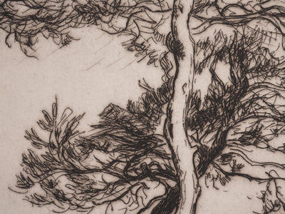 André DAUCHEZ : Les pins en bord de Méditerranée, Gravure originale signée