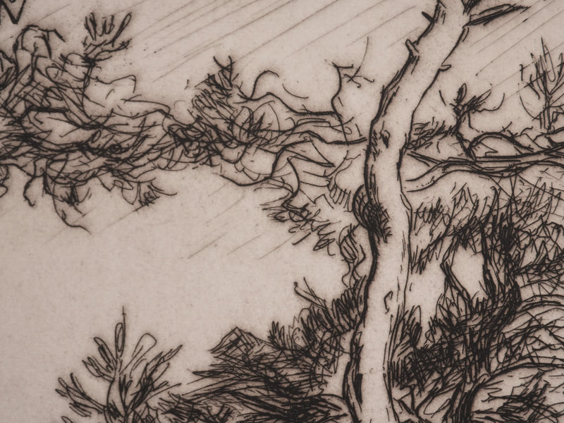 André DAUCHEZ : Les pins en bord de Méditerranée, Gravure originale signée