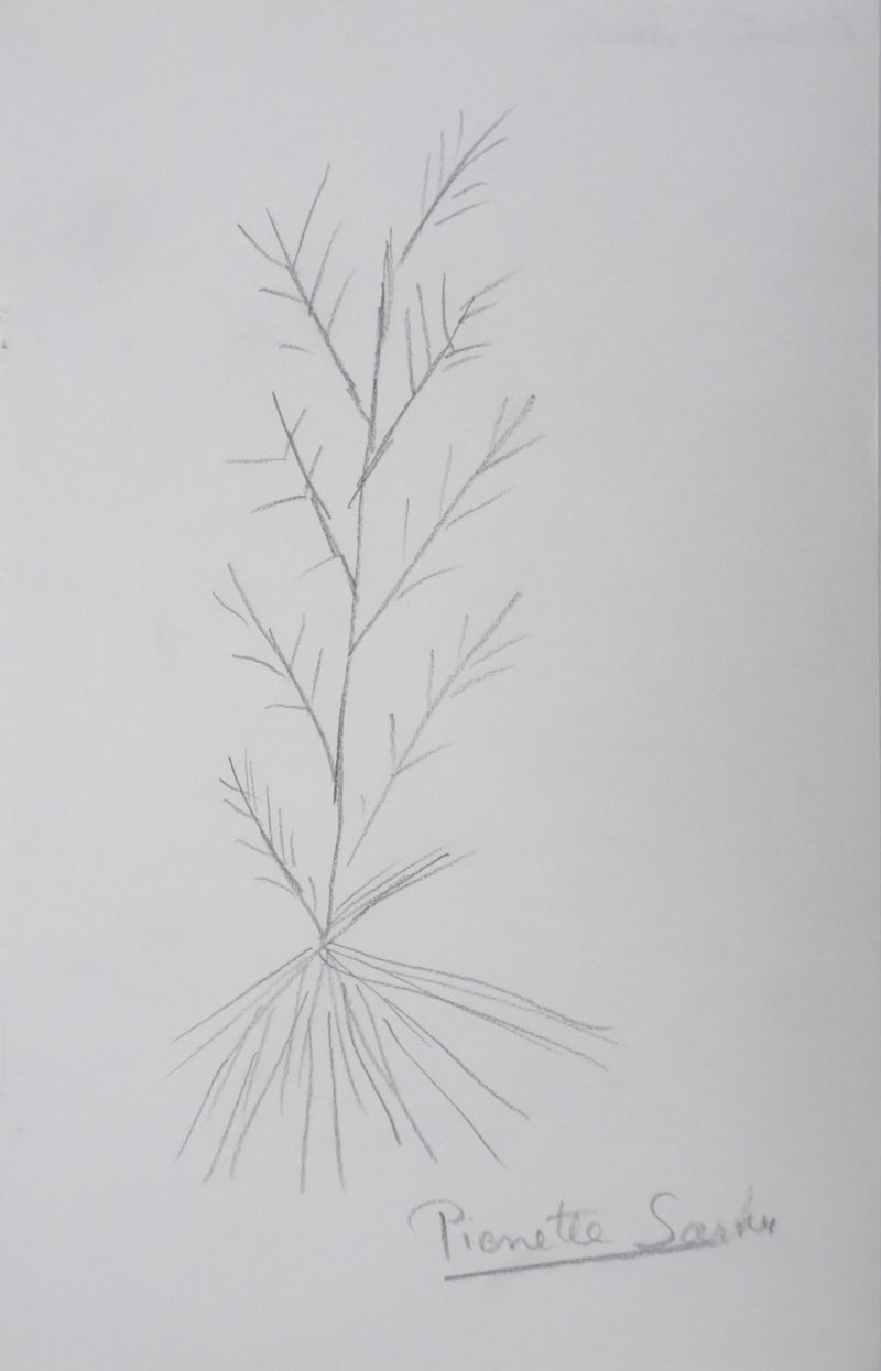 Pierrette SATIN : Le fagot gris, Autographe et dessin original signé