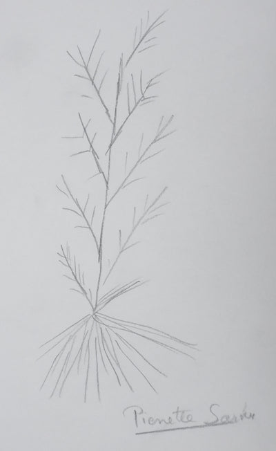 Pierrette SATIN : Le fagot gris, Autographe et dessin original signé