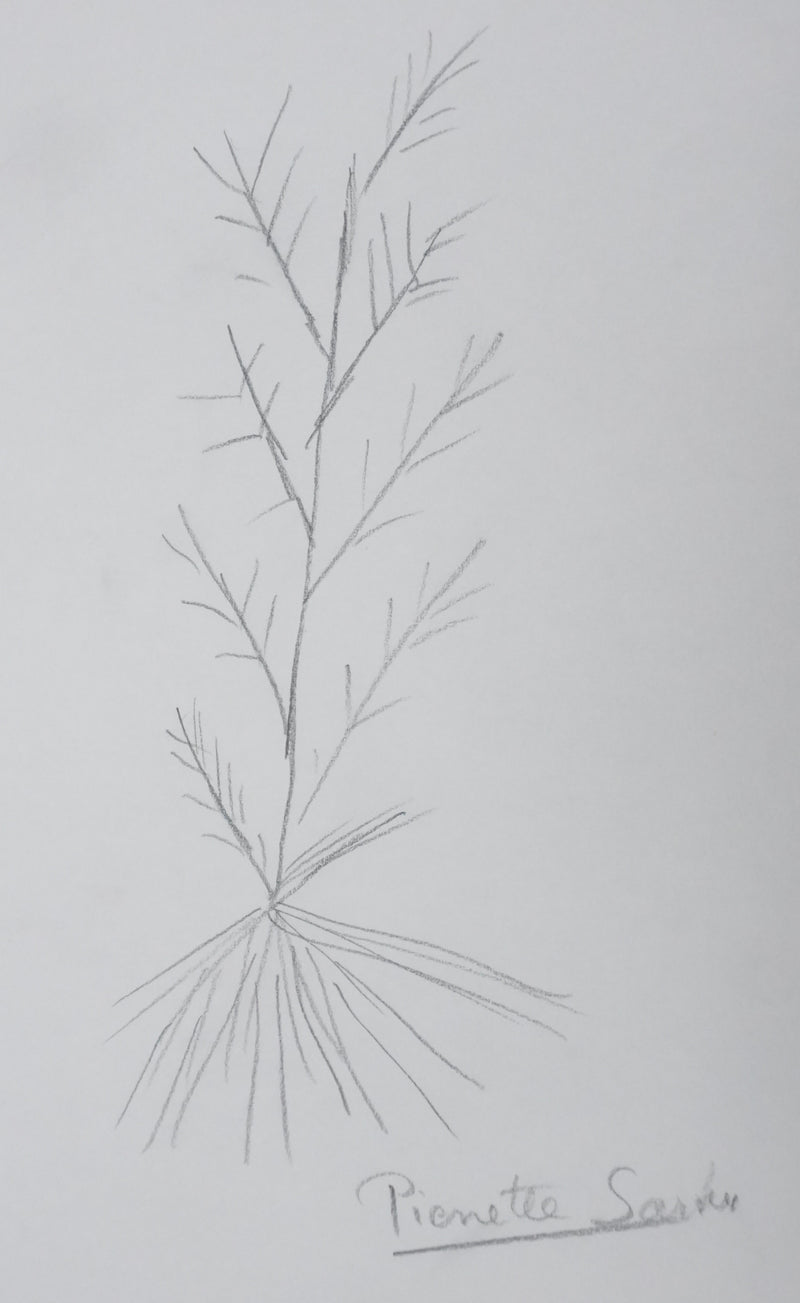 Pierrette SATIN : Le fagot gris, Autographe et dessin original signé