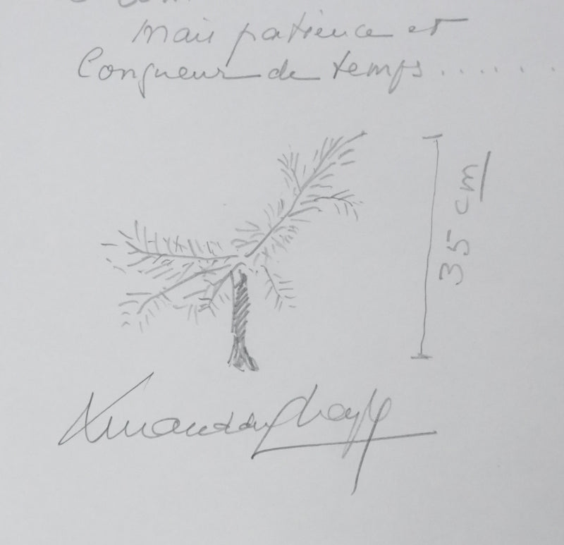 Armand DU CHAYLA : Le cèdre de Marcoussis, Autographe et dessin original signé