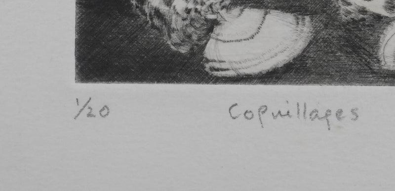 Camille COMBE : Coquillages, Gravure originale signée