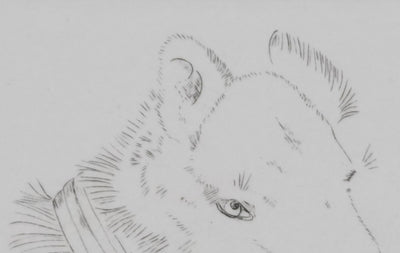 Camille COMBE : Tête de chien, Gravure originale signée