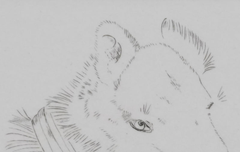 Camille COMBE : Tête de chien, Gravure originale signée
