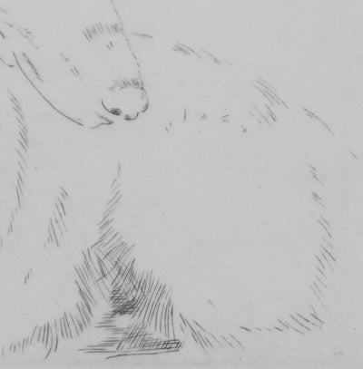 Camille COMBE : Tête de chien, Gravure originale signée