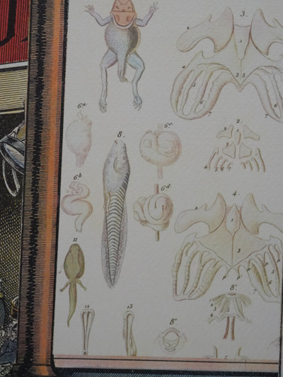 Max ERNST : La foire de Neuilly, Lithographie signée