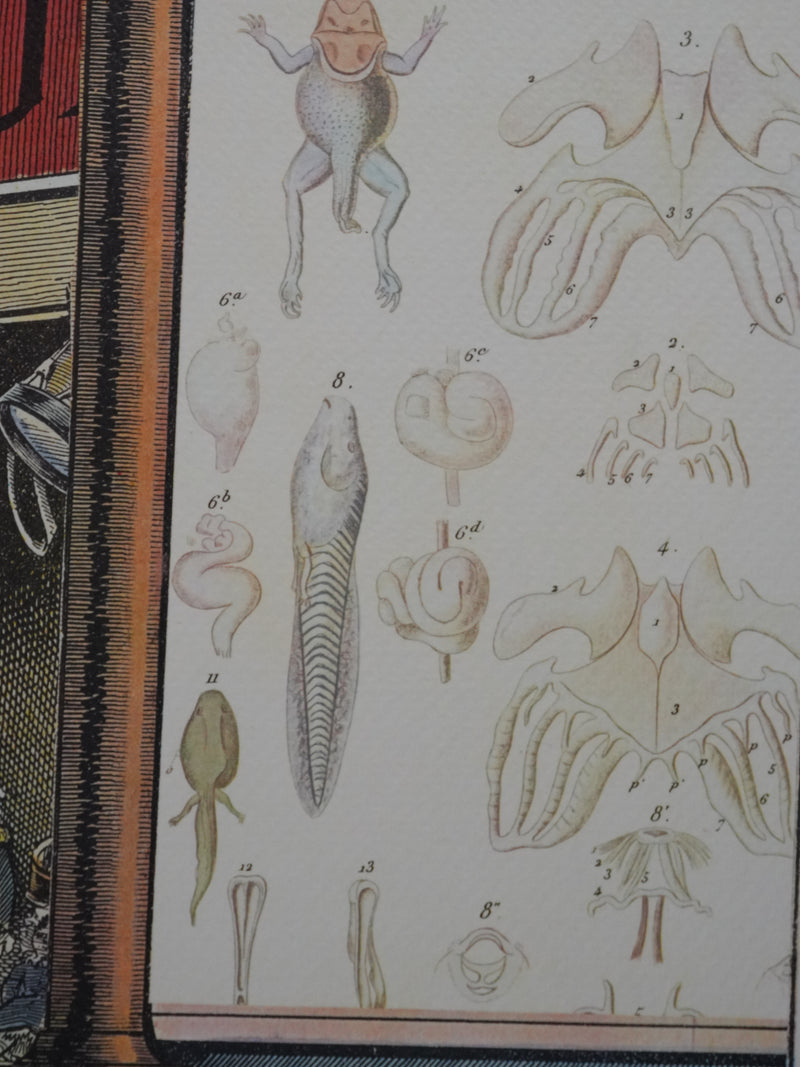 Max ERNST : La foire de Neuilly, Lithographie signée