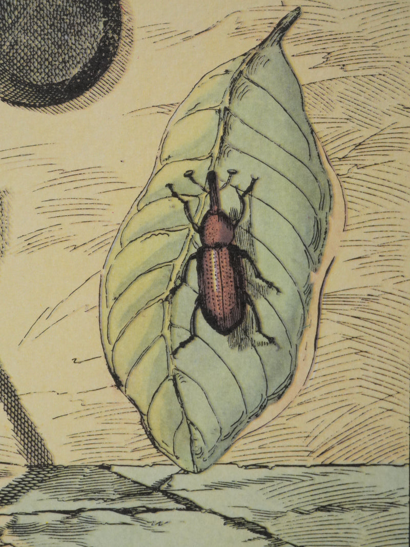 Max ERNST : Métamorphose surréaliste, Lithographie signée