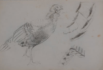 Georges MANZANA-PISSARRO : Etude d'un pigeon, Dessin original