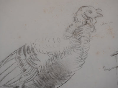 Georges MANZANA-PISSARRO : Etude d'un pigeon, Dessin original