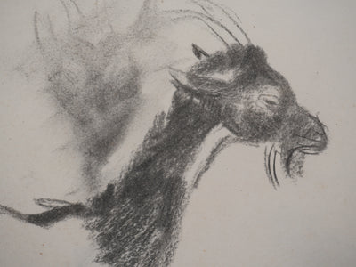 Georges MANZANA-PISSARRO : Etude d'une chèvre, Dessin original