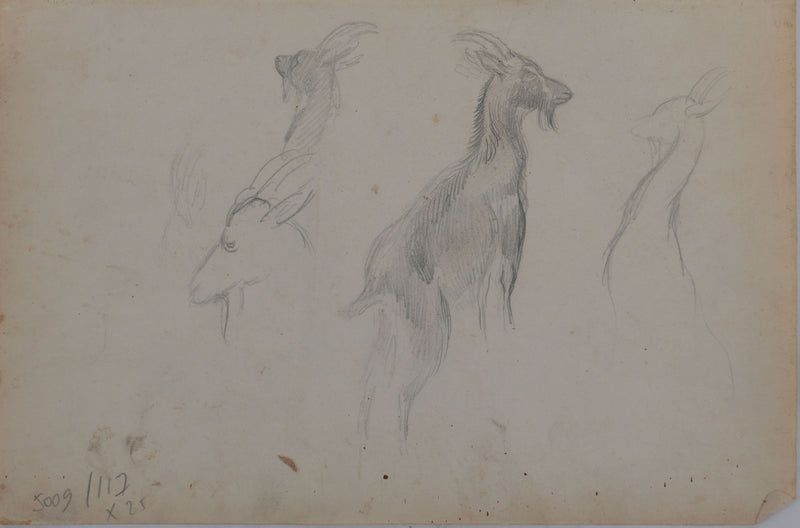 Georges MANZANA-PISSARRO : Petite chèvre sauvage, Dessin original