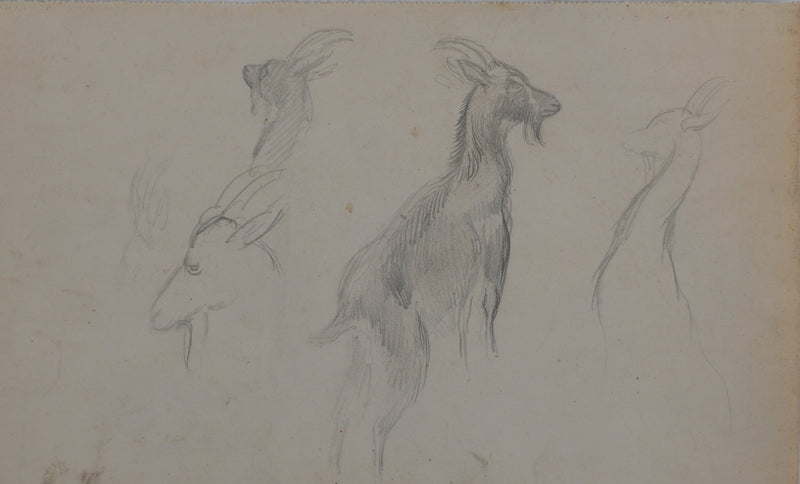 Georges MANZANA-PISSARRO : Petite chèvre sauvage, Dessin original