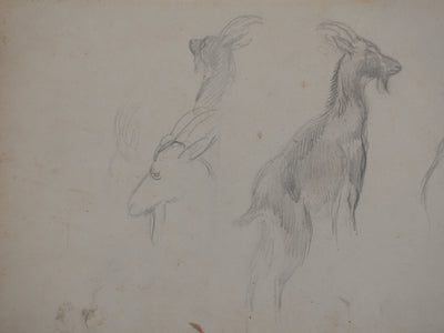 Georges MANZANA-PISSARRO : Petite chèvre sauvage, Dessin original