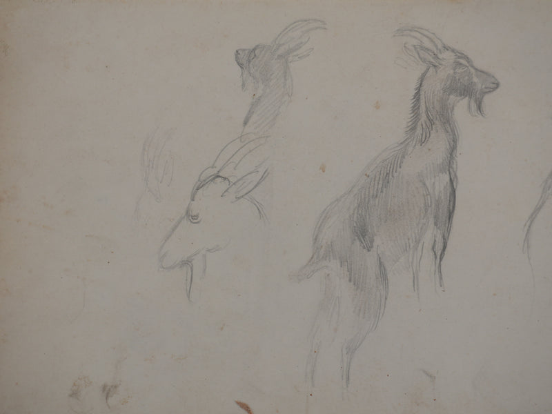 Georges MANZANA-PISSARRO : Petite chèvre sauvage, Dessin original