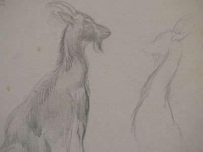 Georges MANZANA-PISSARRO : Petite chèvre sauvage, Dessin original